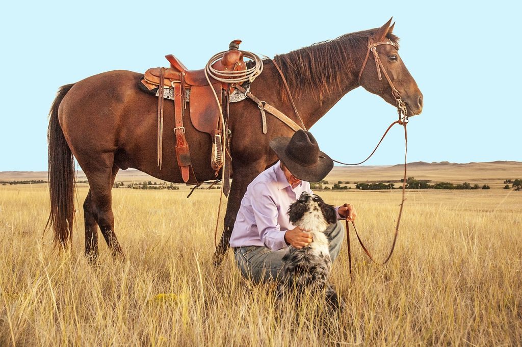 horse with western saddle